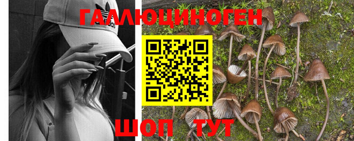 Галлюциногенные грибы Psilocybine cubensis  Вход с VPN  Белая Калитва  Псилоцибиновые грибы Magic Shrooms 